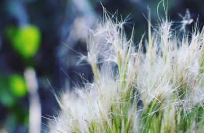 Close-up of dandelion against plants