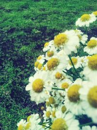 Close-up of white daisy flowers blooming in field