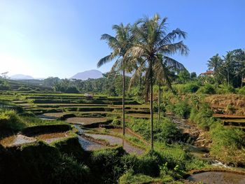 Scenic view of agricultural field against sky