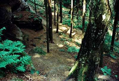 Trees in forest