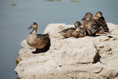 View of birds on rock by lake