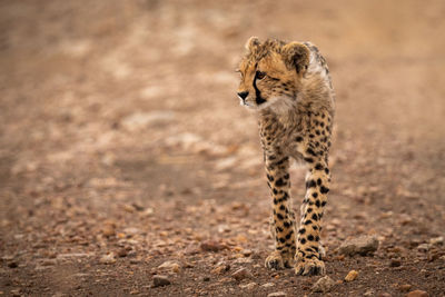 Cheetah on field 