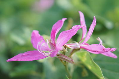 Close-up of pink flowering plant