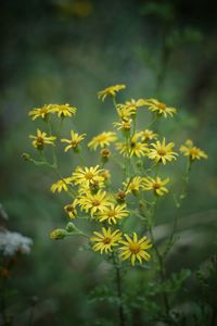 Close-up of yellow flowering plant