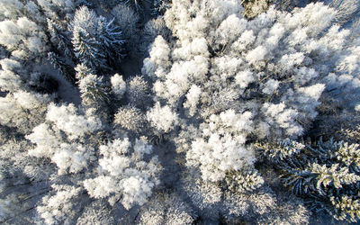 High angle view of snow covered plants on field