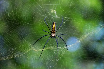 Big wild spider making its web in the forest hd wildlife wallpaper