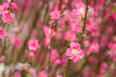 Close-up of pink flowers