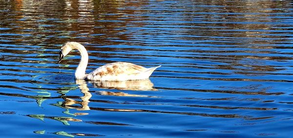 Swan swimming in lake