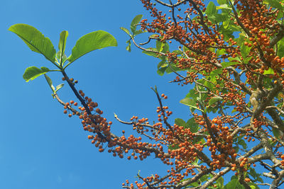 Low angle view of tree against blue sky