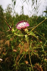 Close-up of purple thistle flowers on field