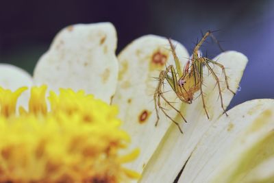 Close-up of insect on flower