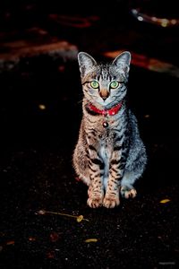 Portrait of tabby cat