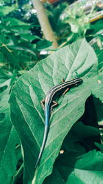 Close-up of lizard on leaf