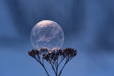 Frozen bubble