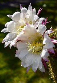 Close-up of white flowering plant