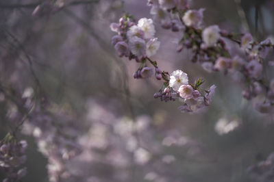 Close-up of cherry blossom tree