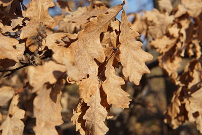 Close-up of dry maple leaves on tree