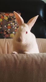 Close-up portrait of cat