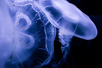 jellyfish