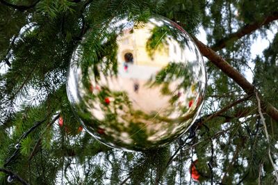 Low angle view of bubble hanging from tree