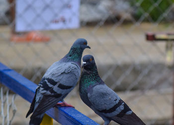 Close-up of pigeon perching on fence
