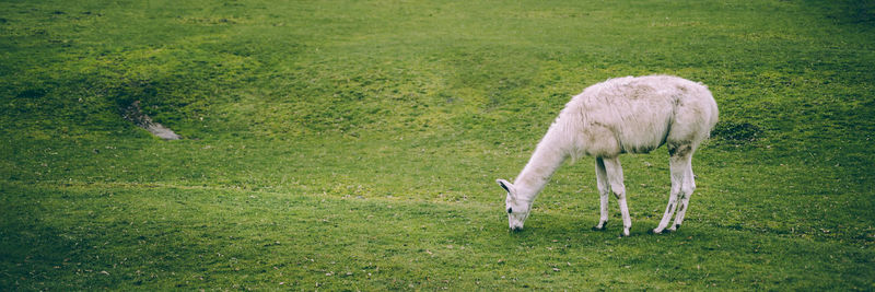 Lama on grassy field