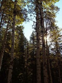 Low angle view of trees in forest