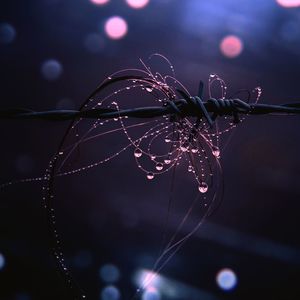 Close-up of wet spider web