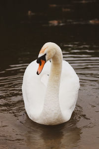 Swan floating on a lake