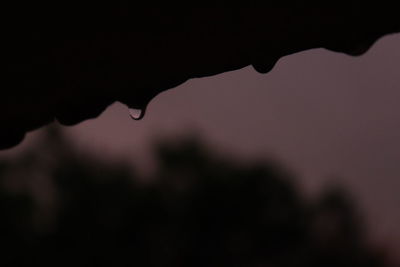 Close-up of silhouette leaf against sky at sunset