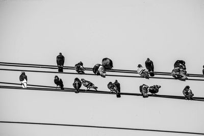 Low angle view of birds perching on cables against clear sky during sunny day