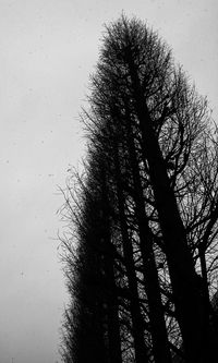 Low angle view of silhouette bare trees against clear sky