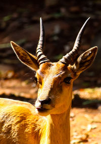 Close-up portrait of deer