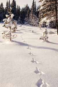 Rabbit trail in the snow