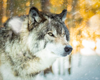 Close-up wolf portrait of the alfa male. 