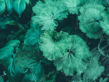 Full frame shot of plants