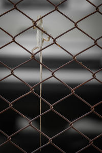 A chameleon perched on the iron fence