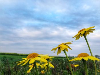 Close-up of yellow flowering plant on field against sky