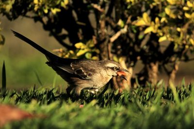 Side view of a bird on land