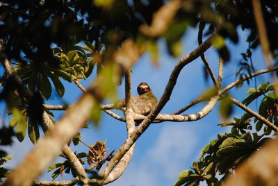 Low angle view of sloth resting in tree