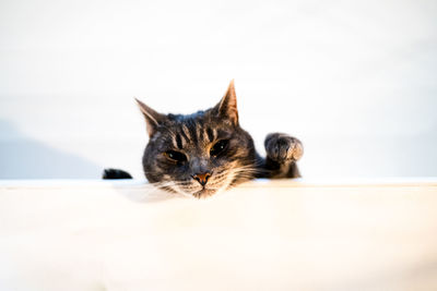 Close-up portrait of a cat