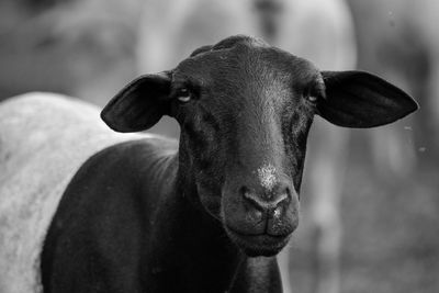 Close-up portrait of a goat