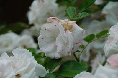 Close-up of pink rose blooming outdoors