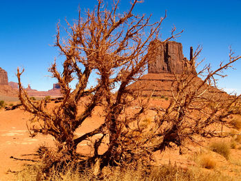 Plants growing by rock formations at monument valley