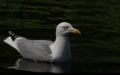 Close-up of swan swimming on lake