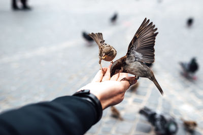 Low angle view of hand holding bird flying against blurred background