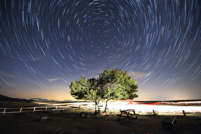 Trees on beach against sky at night