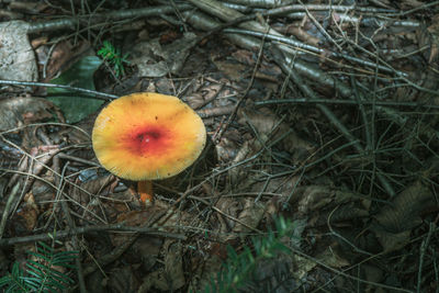 High angle view of mushroom growing on field