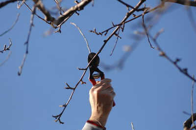 Low angle view of hand cutting bare tree branch against blue sky