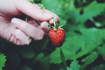 Cropped hand on woman harvesting strawberry at farm